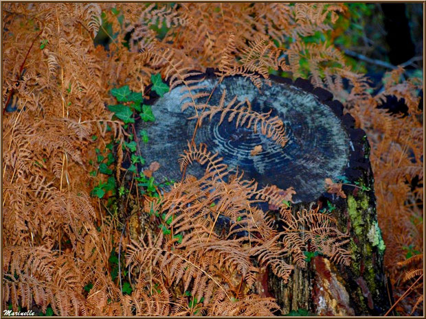 Méli mélo forestier : souche de pin, fougères automnales, mousse et lierre, forêt sur le Bassin d'Arcachon (33)