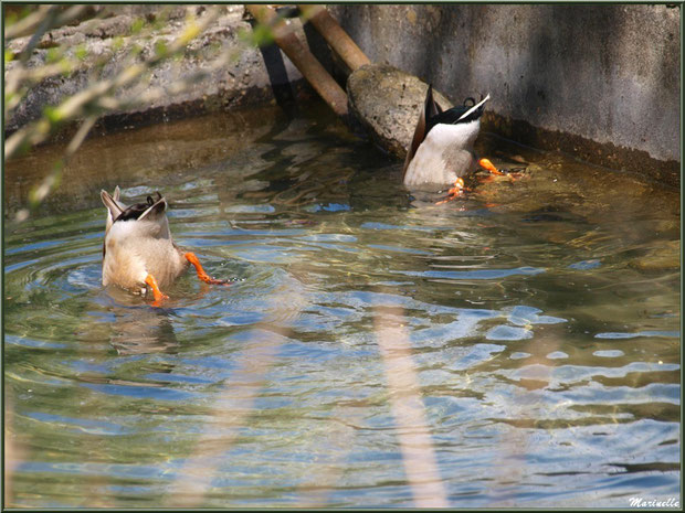 Canards en piquet plongée au fil de l'eau d'un ruisseau à la Pisciculture des Sources à Laruns, Vallée d'Ossau (64)