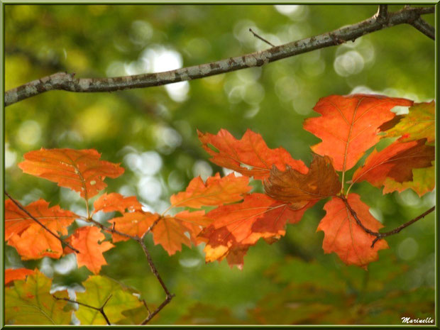 Feuilles de chêne en période automnale, forêt sur le Bassin d'Arcachon (33)