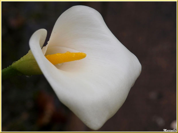 Arum au jardin après ondée