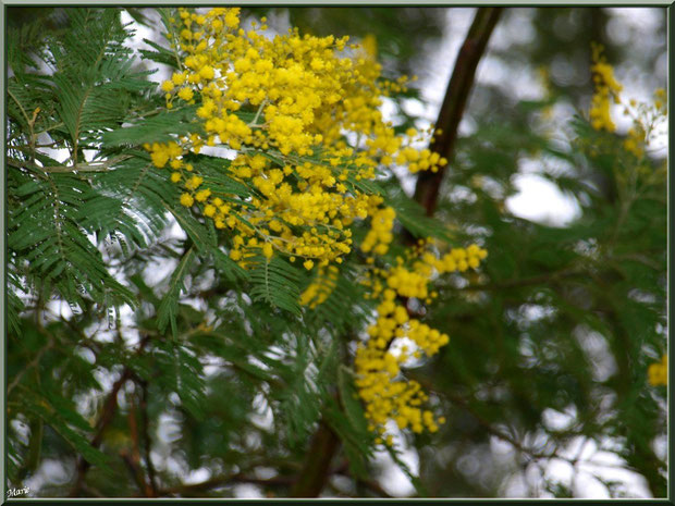 Mimosa en fleurs au Parc de la Chêneraie à Gujan-Mestras (Bassin d'Arcachon)