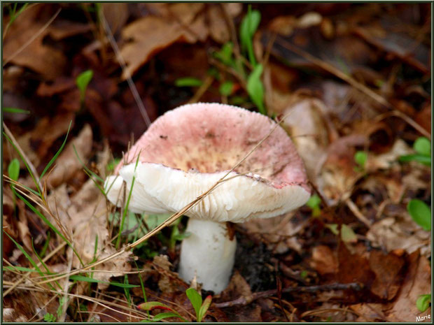 Russule en forêt sur le Bassin d'Arcachon