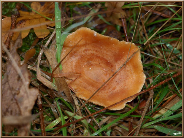 Lactaire Sanguin en forêt sur le Bassin d'Arcachon