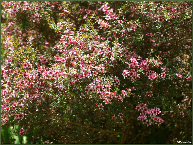 Les Terrasses : Leptospermum scoparium ou Arbre à Thé Myrte de Nouvelle-Zélande - Les Jardins du Kerdalo à Trédarzec, Côtes d'Armor (22)