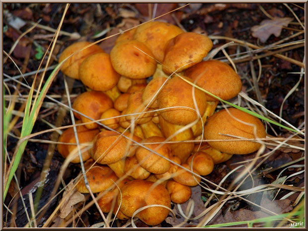 Gymnopiles Remarquables ou Pholiotes Remarquables en forêt sur le Bassin d'Arcachon, tel un bouquet
