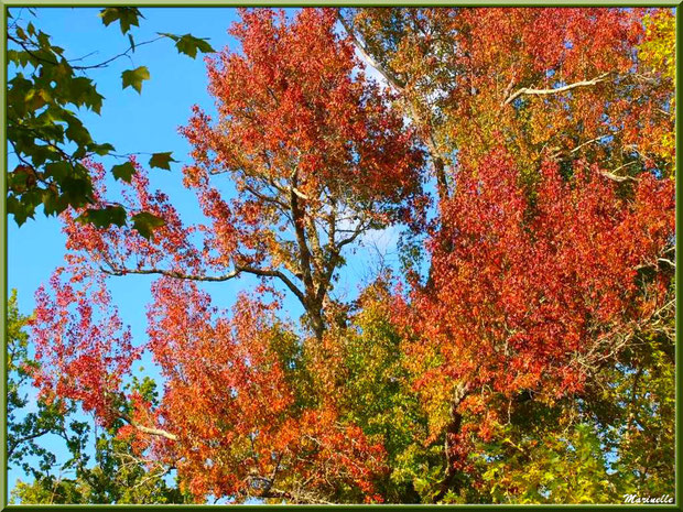 Chênes et Liquidambar (ou Copalme d'Amérique) aux couleurs automnales, forêt sur le Bassin d'Arcachon (33) 