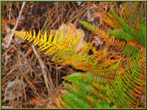 Fougère automnale sur fond d'aiguilles de pin, en forêt sur le Bassin d'Arcachon (33)