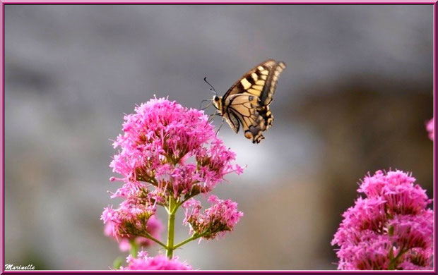 Papillon Flambé butinant sur fleur de Valériane