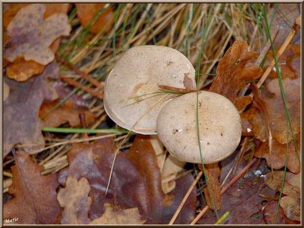 Clitocybe Nébuleux en forêt sur le Bassin d'Arcachon