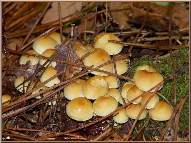 Hypholomes en Touffe cachés sous des aiguilles de pin en forêt sur le Bassin d'Arcachon
