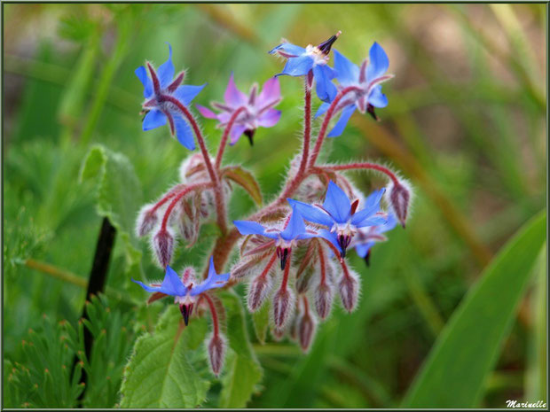 Bourrache au jardin