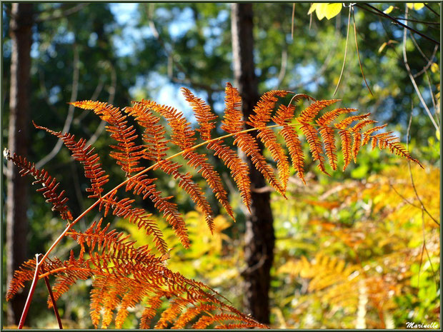 Fougère automnale flamboyante en forêt sur le Bassin d'Arcachon (33) 