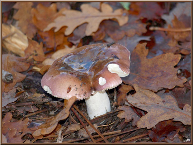 Russule en forêt sur le Bassin d'Arcachon