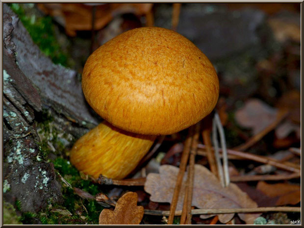 Gymnopile Remarquable ou Pholiote Remarquable en forêt sur le Bassin d'Arcachon