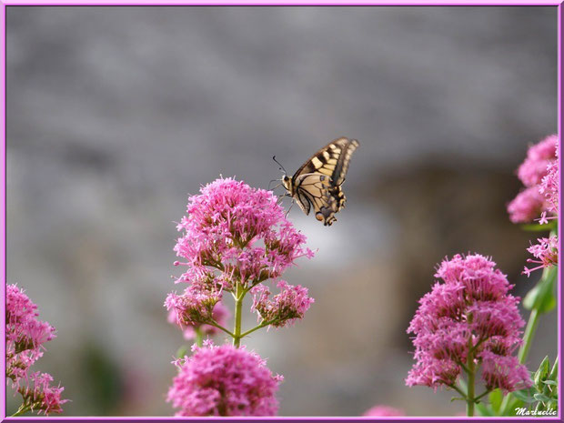 Papillon Flambé sur une valériane au détour d'une ruelle, Baux-de-Provence, Alpilles (13)