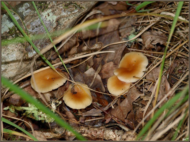 Collybies du chêne en forêt sur le Bassin d'Arcachon