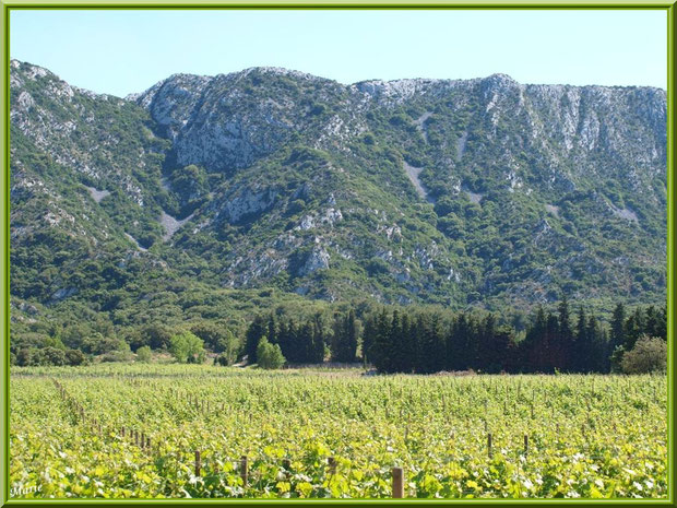 Le vignoble du Château Romanin au-dessous des Alpilles en toile de fond à Saint Rémy de Provence (13)