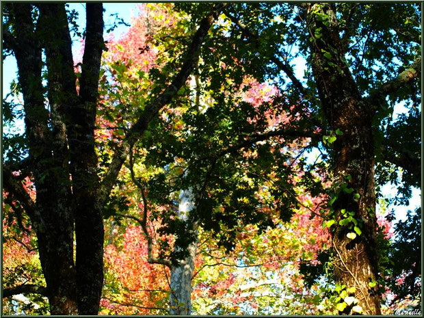 Sous-bois de Chênes et Liquidambars (ou Copalmes d'Amérique) en période automnale, forêt sur le Bassin d'Arcachon (33) 