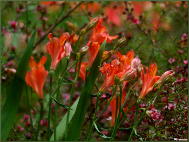 Les Terrasses : Alstroemeria en fleurs parmi un Leptospermum scoparium (ou Arbre à Thé ou Myrte de Nouvelle-Zélande) aux petites fleurs roses - Les Jardins du Kerdalo à Trédarzec, Côtes d'Armor (22)