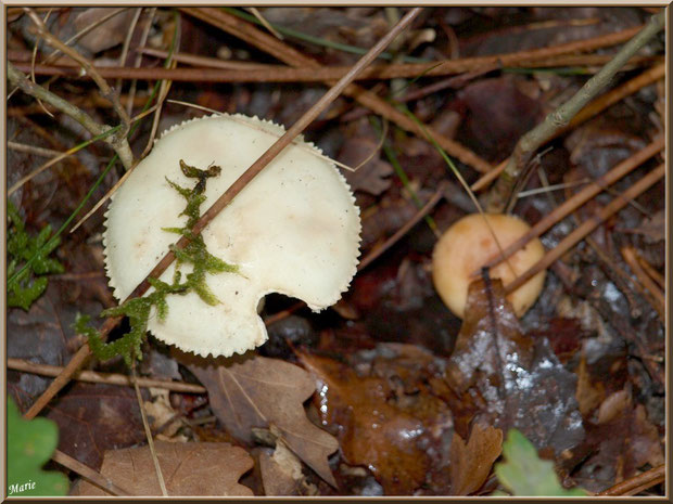 Amanite Citrine et Lactaire Zoné, en cohabitation, en forêt sur le Bassin d'Arcachon