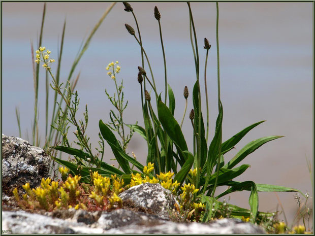 Fleurettes dans les pierres des fortifications à Talmont-sur-Gironde (Charente-Maritime) 