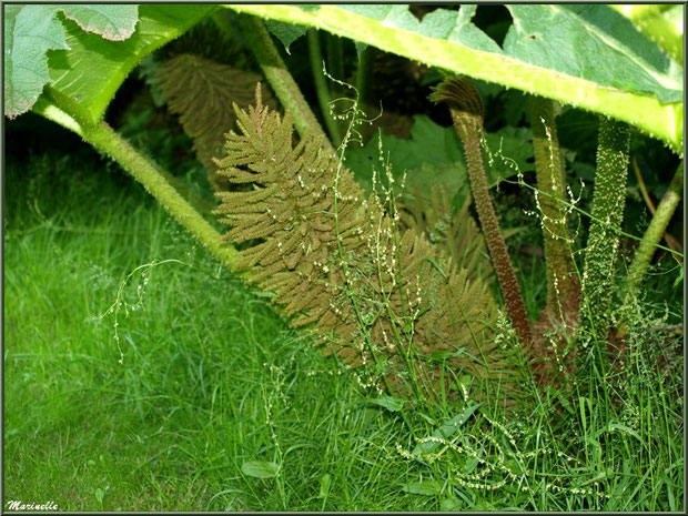 Le Grand Etang : fleur de Gunnera manicata ou Rhubarbes géantes du Brésil - Les Jardins du Kerdalo à Trédarzec, Côtes d'Armor (22) 