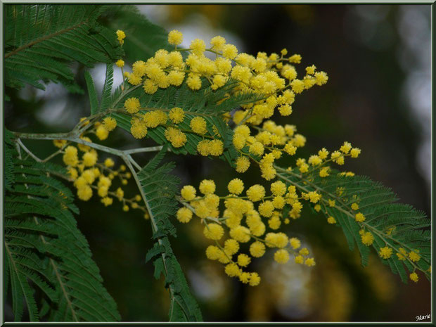 Mimosa en fleurs au Parc de la Chêneraie à Gujan-Mestras (Bassin d'Arcachon)