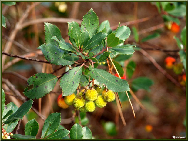 Arbousier et ses fruits en cours de mûrissement, flore sur le Bassin d'Arcachon (33)