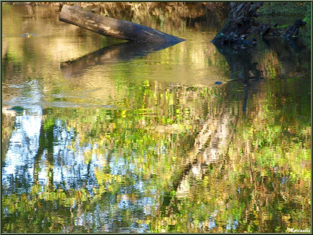 Bois et reflets sur La Leyre, Sentier du Littotal au lieu-dit Lamothe, Le Teich, Bassin d'Arcachon (33)