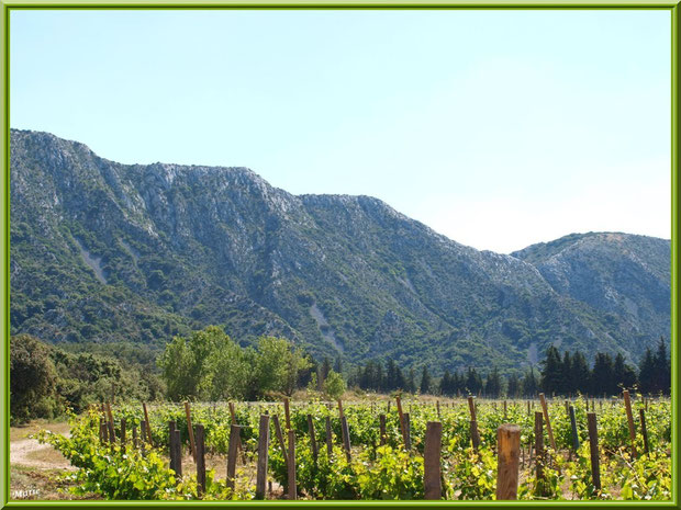 Le vignoble du Château Romanin au-dessous des Alpilles en toile de fond à Saint Rémy de Provence (13)