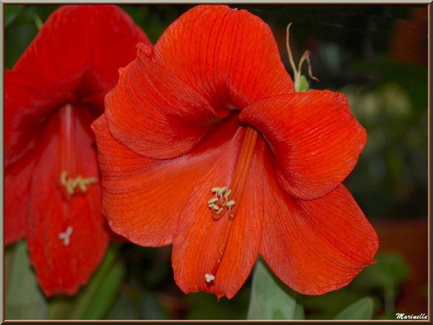Amarilys rouge
