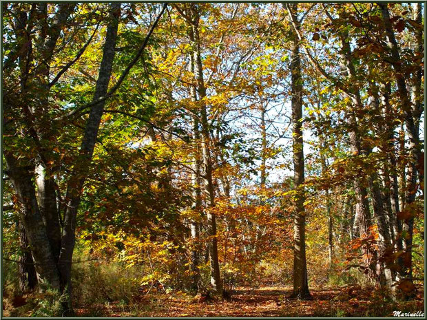 Sous-bois automnal en forêt sur le Bassin d'Arcachon (33)  