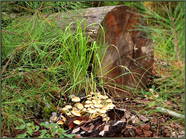 Hypholomes en Touffe vieillissants et leurs petits locataires en forêt sur le Bassin d'Arcachon