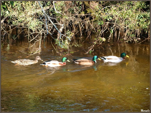 Canards à la queue leu leu au fil du Canal des Landes au Parc de la Chêneraie à Gujan-Mestras (Bassin d'Arcachon)