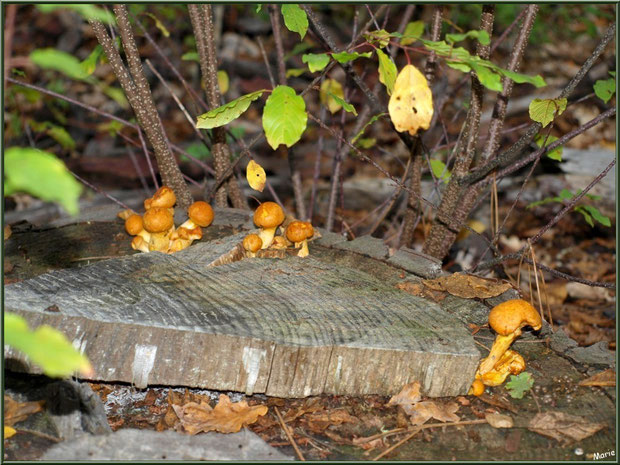 Jeunes Gymnopiles Remarquables ou Pholiotes Remarquables en forêt sur le Bassin d'Arcachon