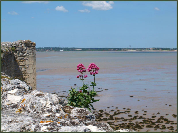 Vue sur La Gironde depuis les fortifications de Talmont -sur-Gironde, Charente-Maritime