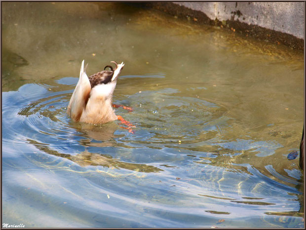 Canard en piquet plongée au fil de l'eau d'un ruisseau à la Pisciculture des Sources à Laruns, Vallée d'Ossau (64)