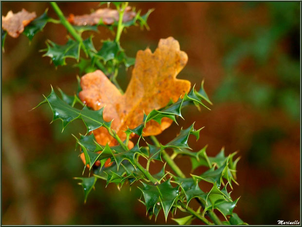 Feuilles de chêne et houx en tenue automnale, forêt sur le Bassin d'Arcachon (33) 