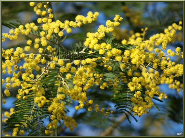 Mimosa en fleurs au Parc de la Chêneraie à Gujan-Mestras (Bassin d'Arcachon)