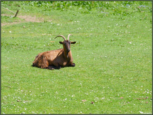 Chèvre au repos à la Pisciculture des Sources à Laruns, Vallée d'Ossau (64)