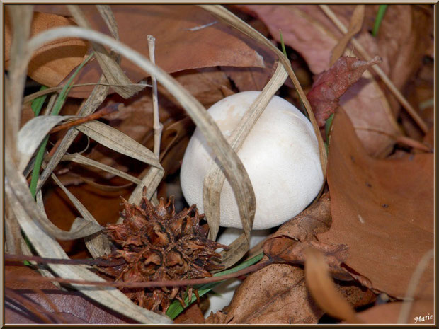 Agaric des Bois ou Sylvicole en forêt sur le Bassin d'Arcachon