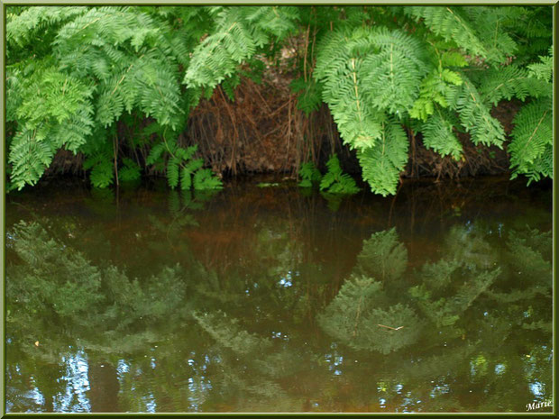 Fougères et leurs reflets dans le Canal des Landes au Parc de la Chêneraie à Gujan-Mestras (Bassin d'Arcachon)