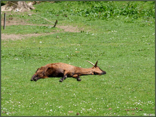 C'est dur la vie de chèvre à la Pisciculture des Sources !!!! Laruns, Vallée d'Ossau (64)