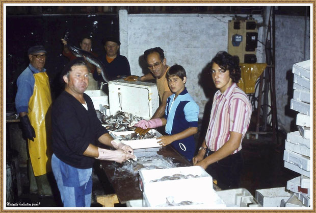 Gujan-Mestras autrefois : Préparation du poisson pour la soupe de poissons de la Foire aux Huitres pour le restaurant "L'Huître Joyeuse", Bassin d'Arcachon (collection privée)