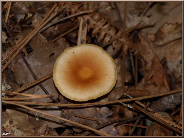 Champignon crème et orangé sur son lit automnal en forêt sur le Bassin d'Arcachon