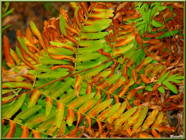 Fougère Osmonde Royale automnale en forêt sur le Bassin d'Arcachon (33)