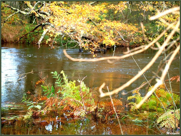 Végétation automnale et reflets en bordure de La Leyre, Sentier du Littoral au lieu-dit Lamothe, Le Teich, Bassin d'Arcachon (33)