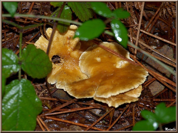 Clitocybes Orangés sous roncier et sur lit de grépin en forêt sur le Bassin d'Arcachon