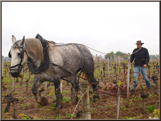 "Cheval des Vignes"au labour dans un vignoble à St Sulpice de Faleyrens (33) en avril 2012 