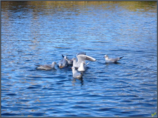 Mouettes dans le bassin à l'entrée du Parc de la Chêneraie à Gujan-Mestras (Bassin d'Arcachon)